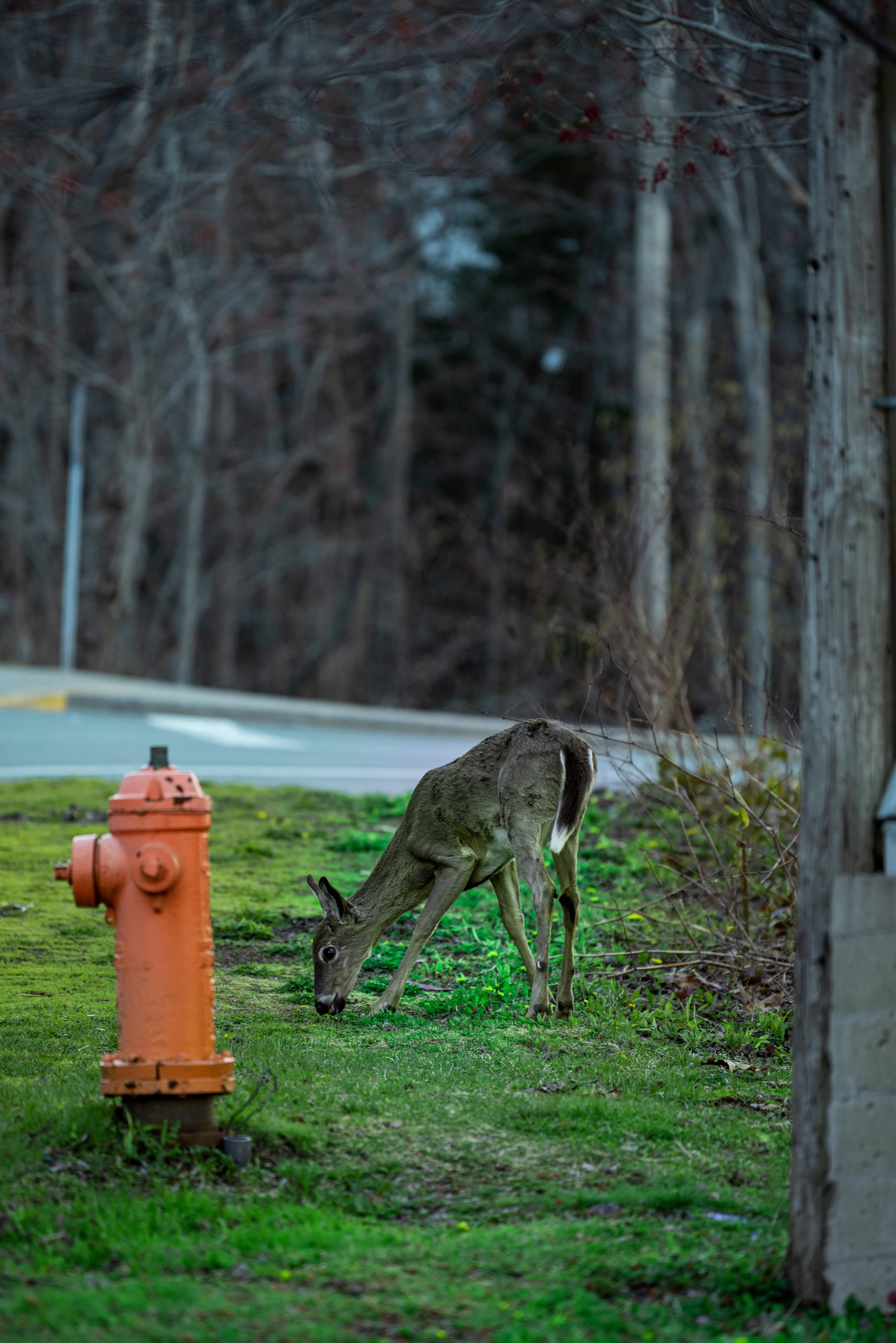 Twilight Visitor in the Woods