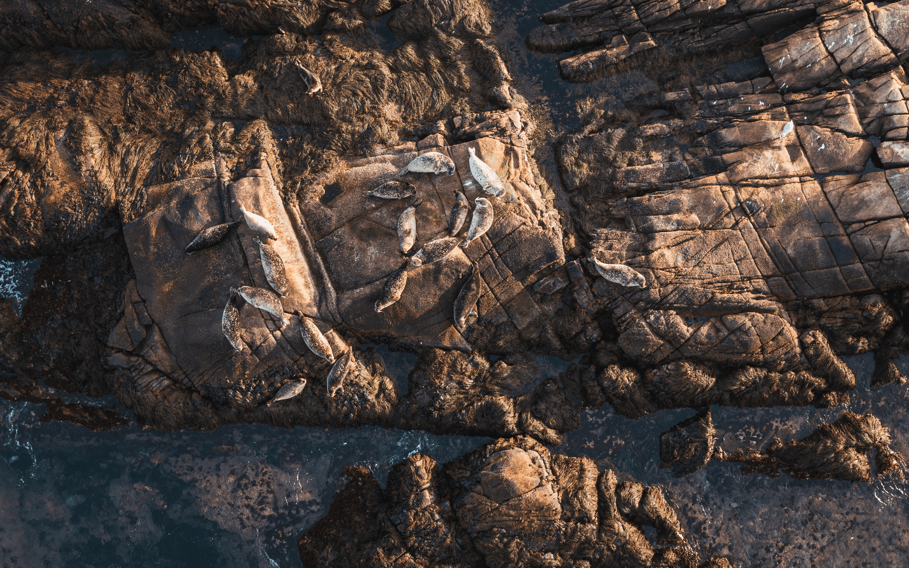Seals on Stone